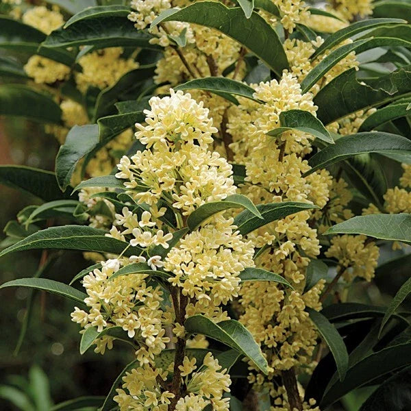 Fudingzhu Fragrant Tea Olive Starter Plant - Well-Rooted Osmanthus fragrans var. thunbergii - Aromatic Evergreen Shrub