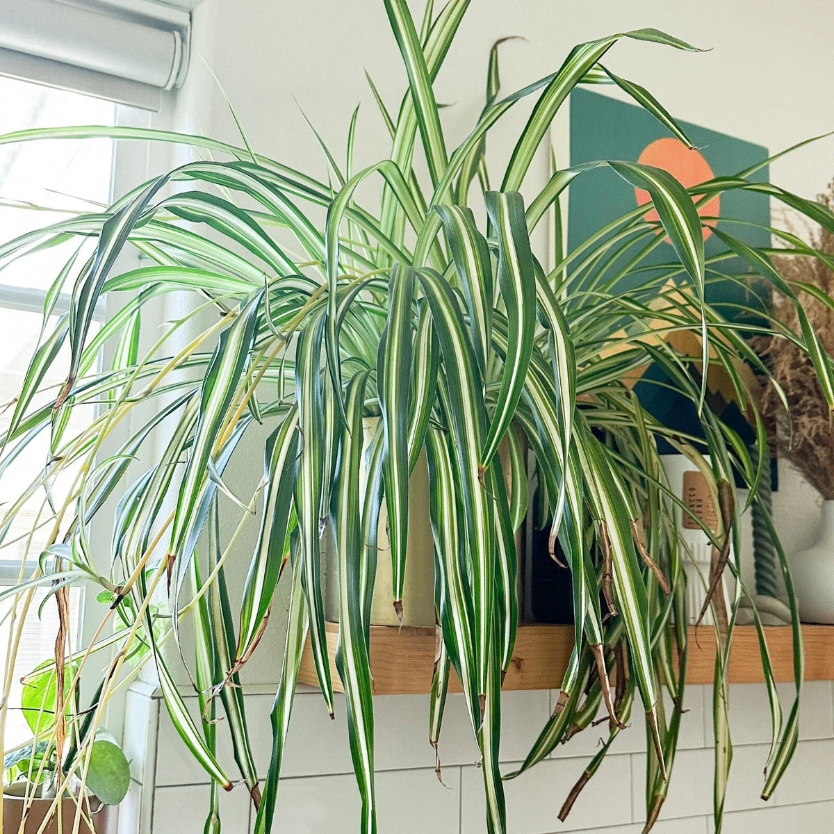 Rooted Spider Plant Cuttings - Easy Care Indoor Plant - Air-Purifying - Chlorophytum comosum - Ready to Plant