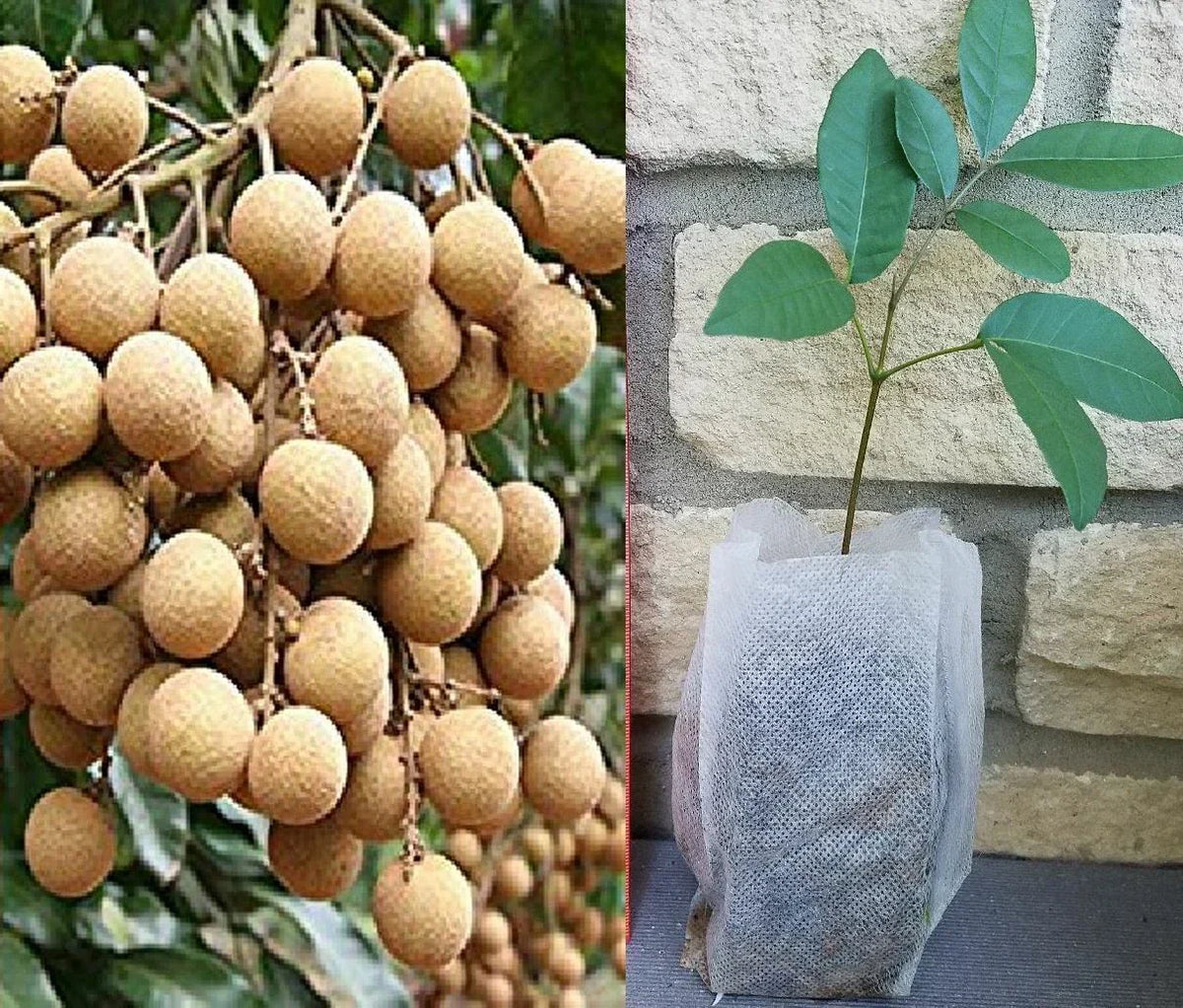 Longan Seedling Plant - Dimocarpus longan - Tropical Fruit Tree - Evergreen Foliage - USDA Zone 10-11 - Exotic Garden Addition