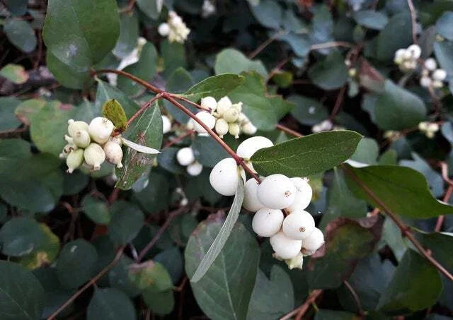 Snowberry Shrub Seeds - 50+ Non-GMO Seeds - Symphoricarpos albus - Wildlife Friendly Garden Plant