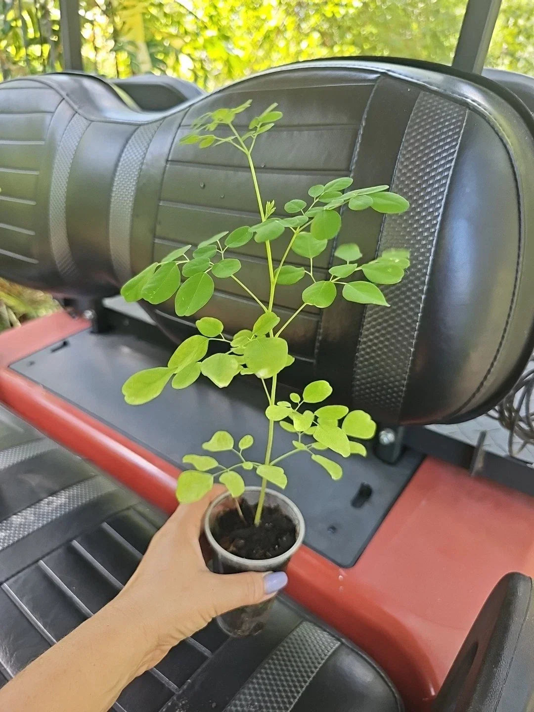 Moringa Live Plant 15" Tree of Life - Moringa oleifera, Fast-Growing Food Forest Tree, Nutrient-Rich, Ideal for Warm Climates