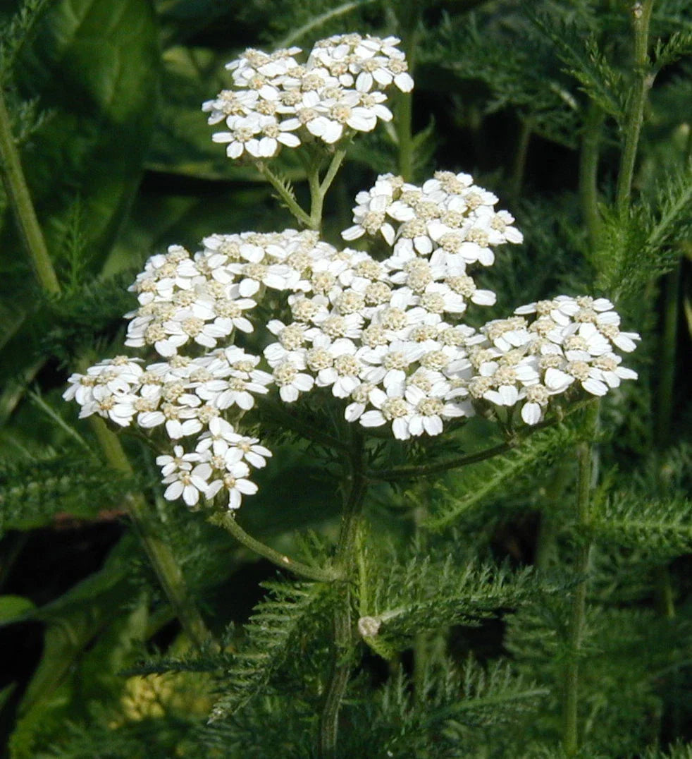 Yarrow Seeds - 100 Pack - Achillea millefolium - Non-GMO Herb for Gardening, Pollinator Friendly, Drought Resistant