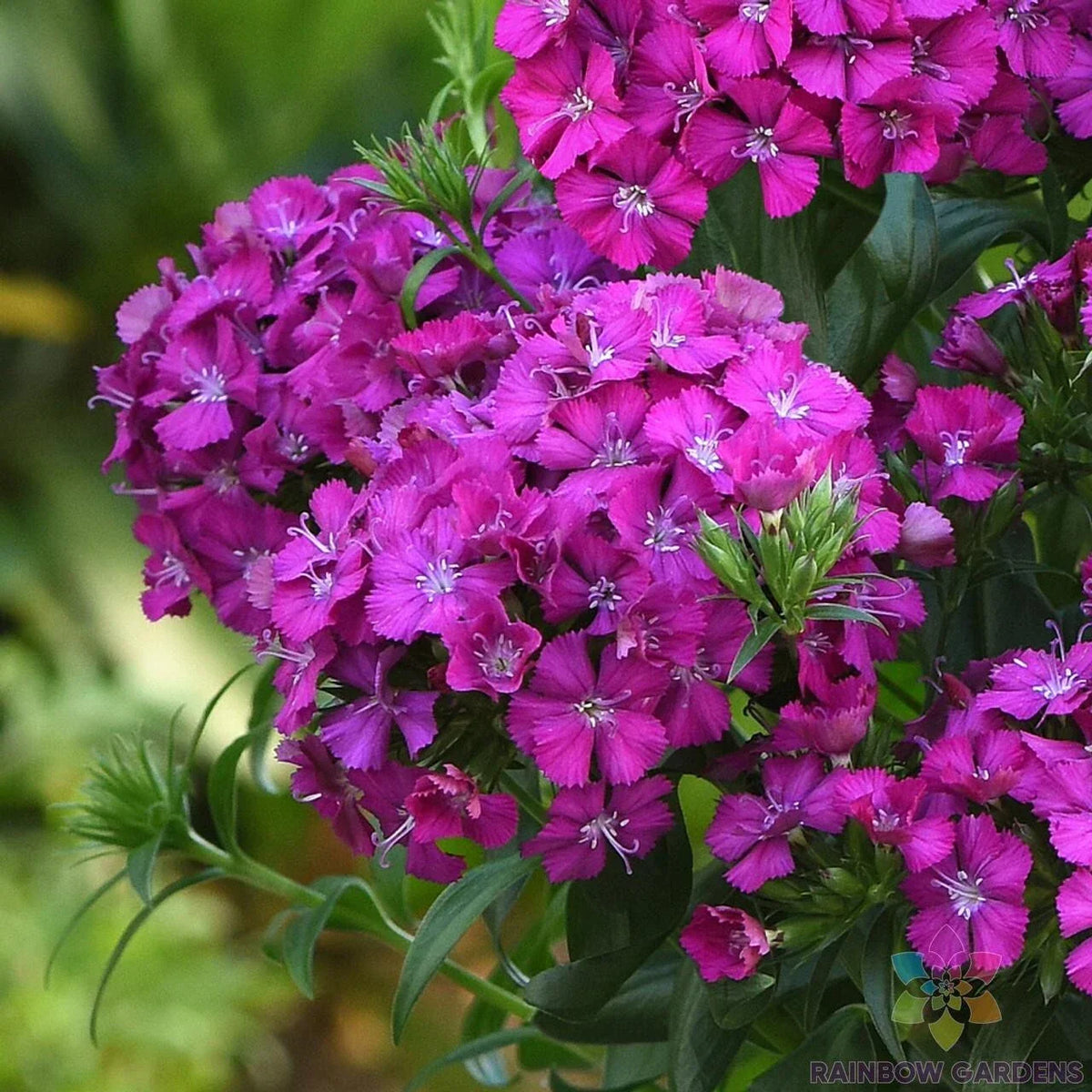 Joly Purple Carnation Seeds - 200+ Count - Dianthus caryophyllus - Non-GMO, Easy to Grow, Vibrant Purple Blooms