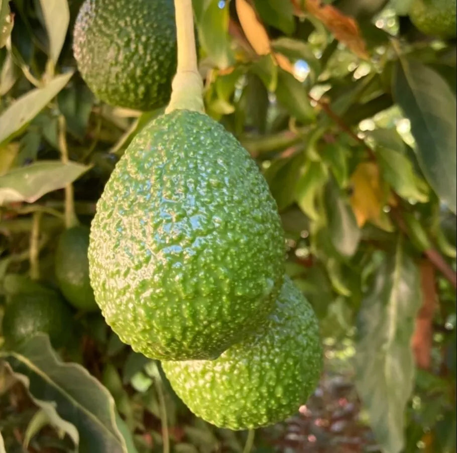 Hass Avocado Tree Set - 2 Live Plants in 4" Pots - Persea americana - Well Rooted for Home Garden