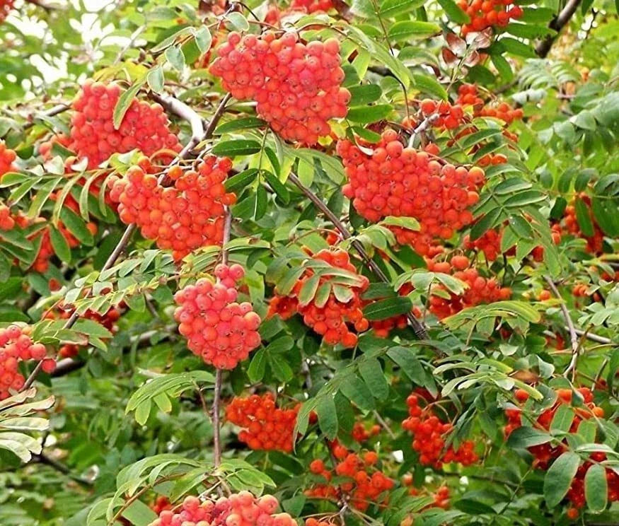 Mountain Ash Tree Seeds 50 Pack - Sorbus aucuparia - Red Berries, White Flowers, Deciduous Tree for Garden Planting