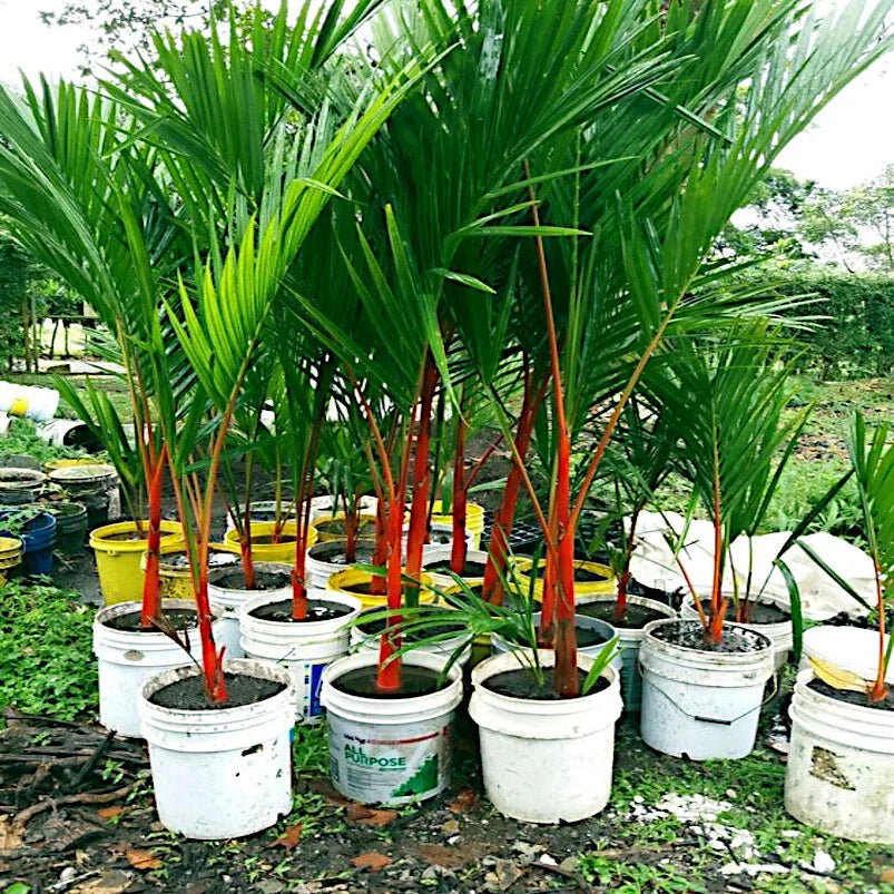 Red Sealing Wax Tree Seeds - Lipstick Palm - Rare Indoor Plant Seeds (Cyrtostachys renda) - Tropical Exotic Plant Variety