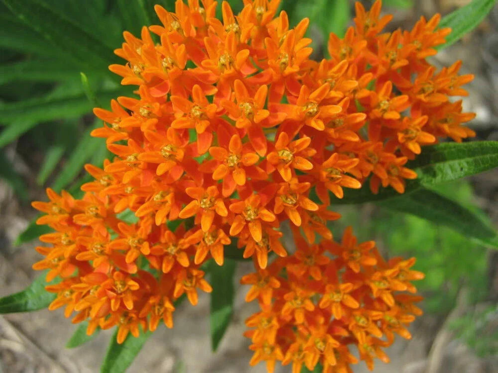 Butterfly Milkweed Seeds - 30+ Orange Yellow Flowers - Asclepias Tuberosa - Perennial Native Wildflower Seeds