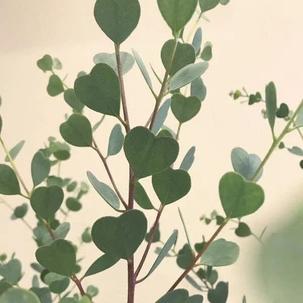 Heart Eucalyptus Tree Seeds (15 Seeds) - Webster's Mallee, Eucalyptus polybractea, Drought Tolerant, Aromatic Foliage