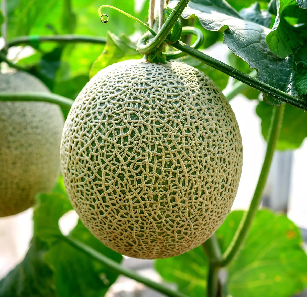 Cantaloupe Seeds (100+ Seeds) - Hale Variety - Cucumis melo - USA Grown, Ideal for Home Garden, Ships from Iowa