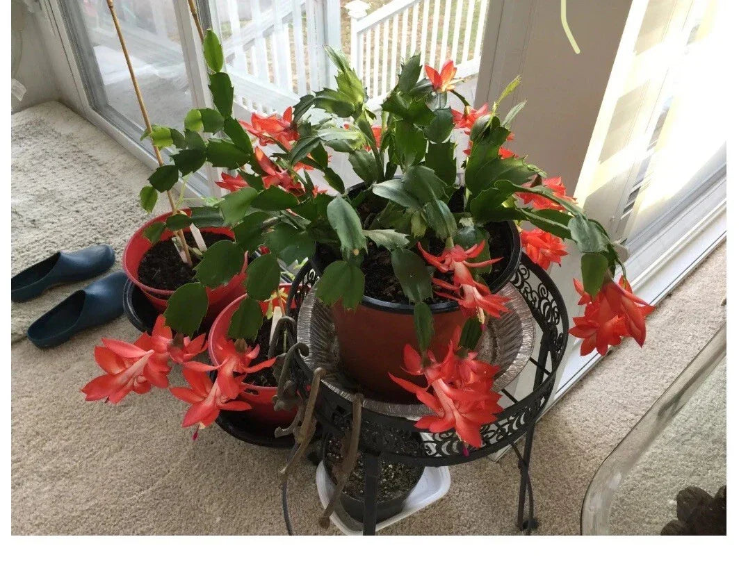Red Holiday Cactus Starter Plant - 4-Inch Pot - Schlumbergera truncata - Vibrant Red Blooms for Festive Decor