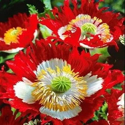 Poppy Seeds Pack 5000 Danish Flag Red & White Non-GMO Papaver somniferum - Ideal for Borders & Meadows