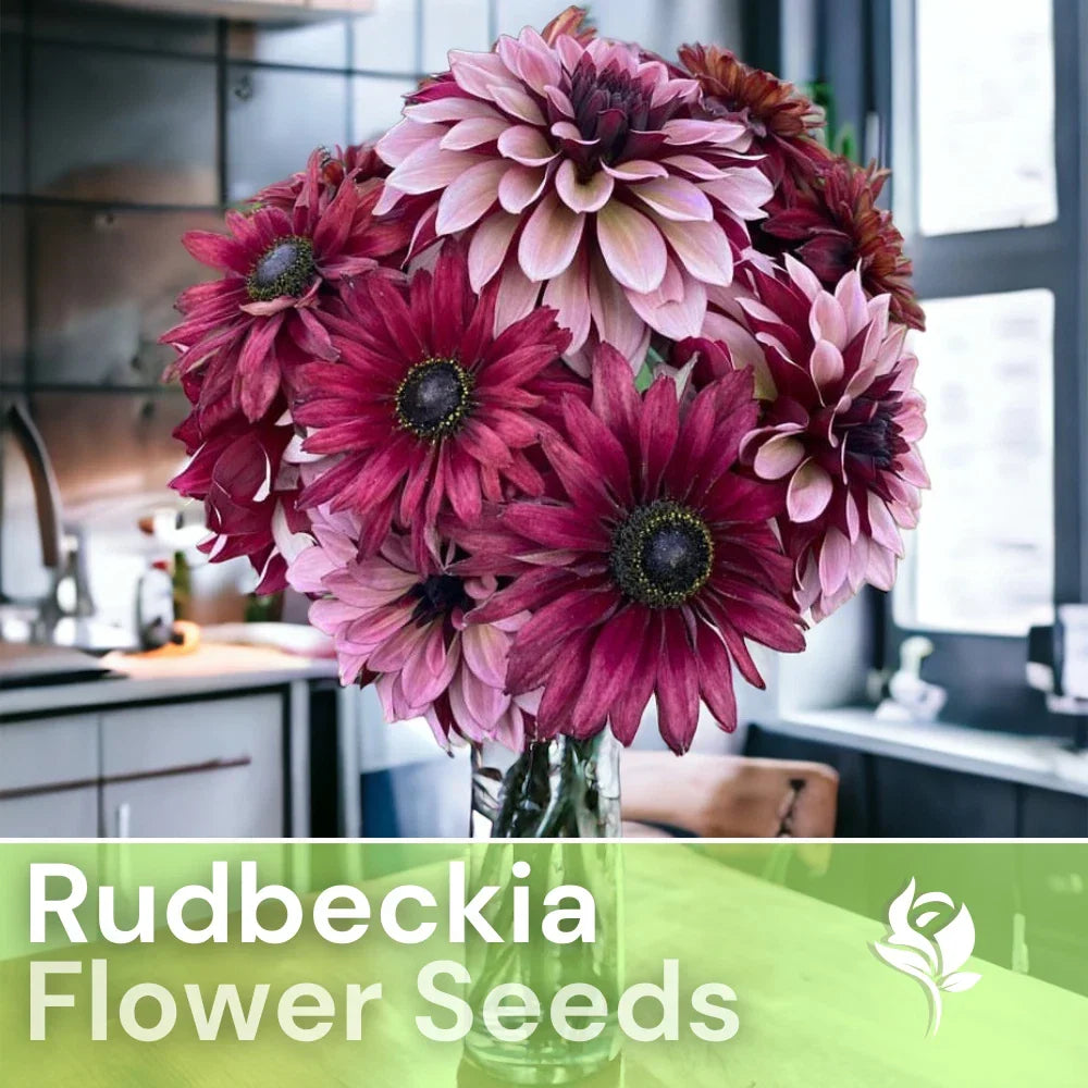 Rudbeckia Seeds - 125+ Cherry Mix Annual Flower Seeds - Rudbeckia hirta - Attracts Pollinators for Vibrant Garden Blooms