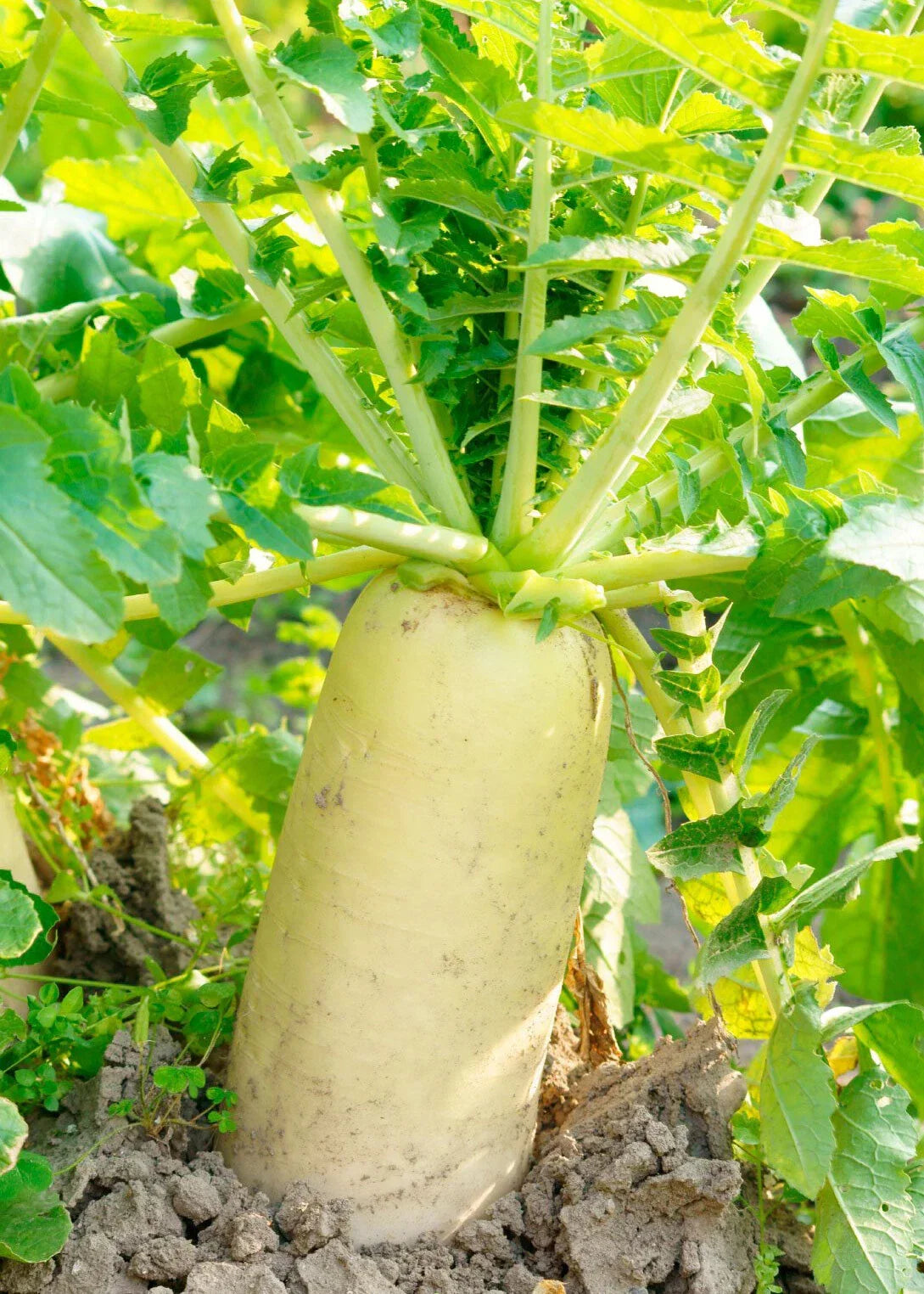 Daikon Radish Seeds 200+ Seeds Japanese Minowase Raphanus sativus Luo Bo for Home Gardening and Culinary Use