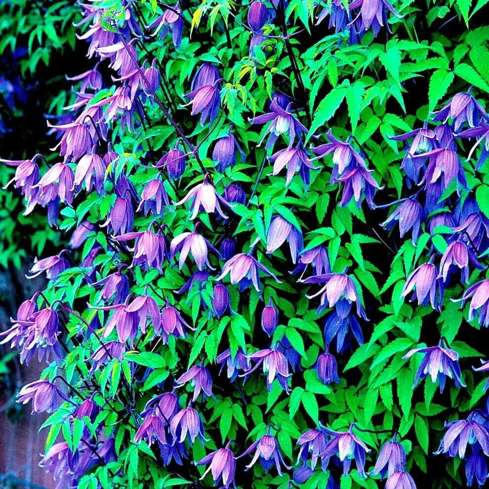Blue Downy Clematis Seeds - 20 Hybrid Climbing Vine Seeds - Blue Flowers (Clematis macropetala) - Hardy and Drought-Resistant