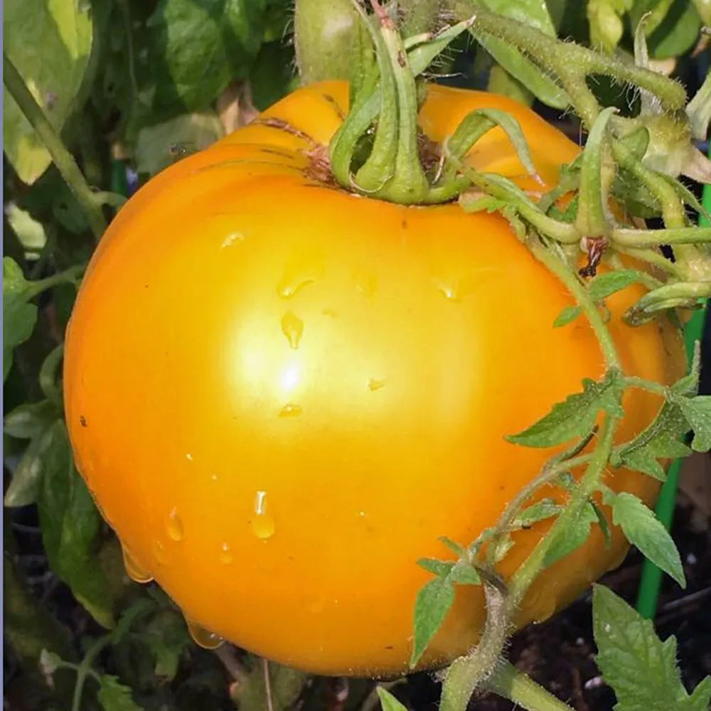 Golden Jubilee Tomato Seeds, 50 Non-GMO Heirloom Seeds, Solanum lycopersicum, Golden Yellow Tomatoes for Home Gardening