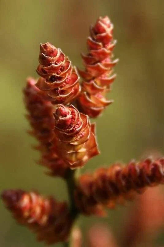 Bog Myrtle Shrub Seeds, 15 Seeds, Aromatic Myrica Gale, Wildlife Habitat Plant for Wetlands, Eco-Friendly Garden