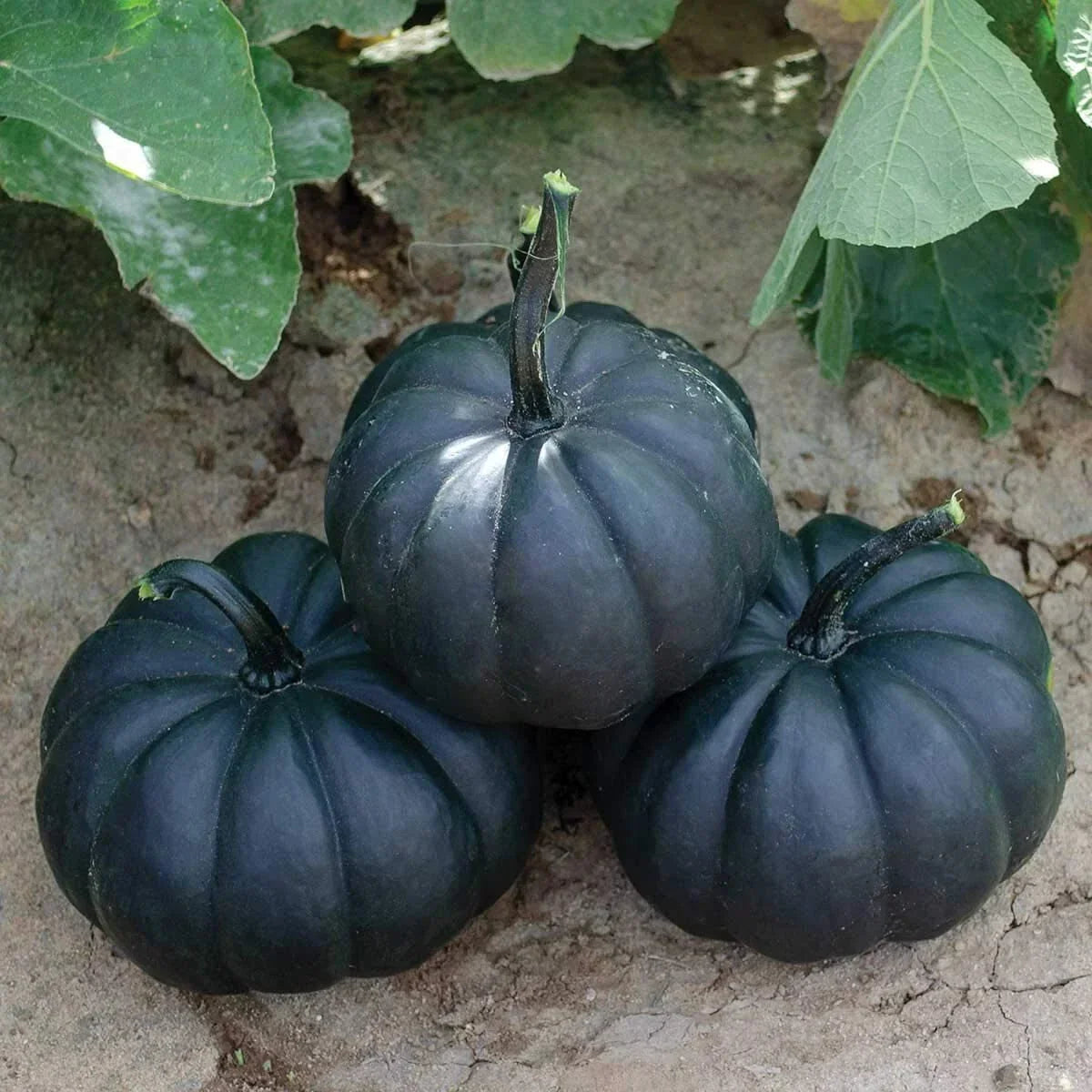 Black Pumpkin Seeds - 10 Exotic Seeds for Black Kat Pumpkins (Cucurbita pepo) - Decorative & Culinary Use