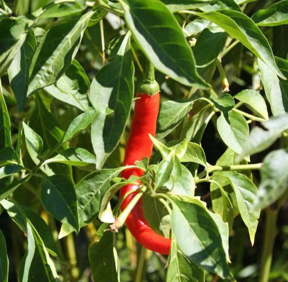 Cayenne Pepper Seeds, Heirloom Non-GMO, Hot N Red Variety, 100+ Seeds, Chili Pepper Seeds, Capsicum annuum