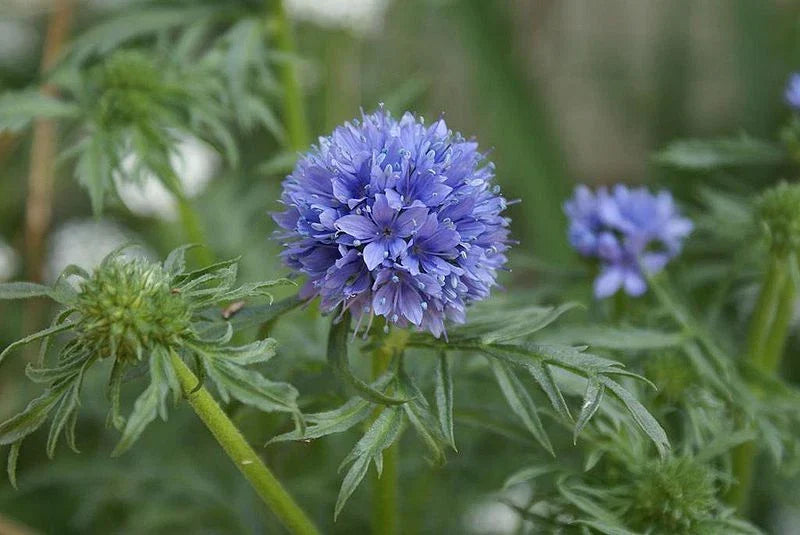 Globe Gilia Seeds - 1000 Seeds - Drought Tolerant Blue Flowers - Gilia capitata - Xeriscaping & Wildflower Gardens