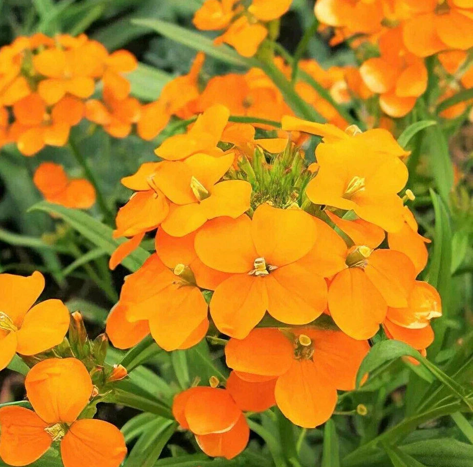 Siberian Wallflower Seeds Packet | Orange Flowers | Erysimum Cheiri | 2025 Harvest for Gardens & Pollinator Attracting