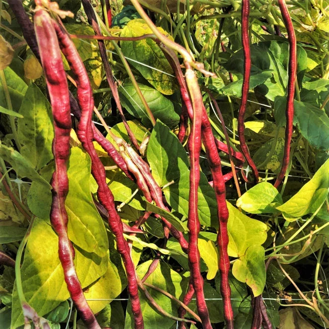 Mosaic Yard Long Bean Seeds - Purple Pink White Variety - Vigna unguiculata subsp. sesquipedalis - 50 Organic Seeds Pack