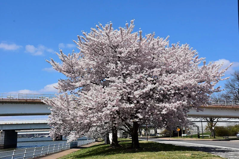Akebono Flowering Cherry Tree Live Starter Plant 6+ Inches Soft Pink Flowers Prunus x yedoensis
