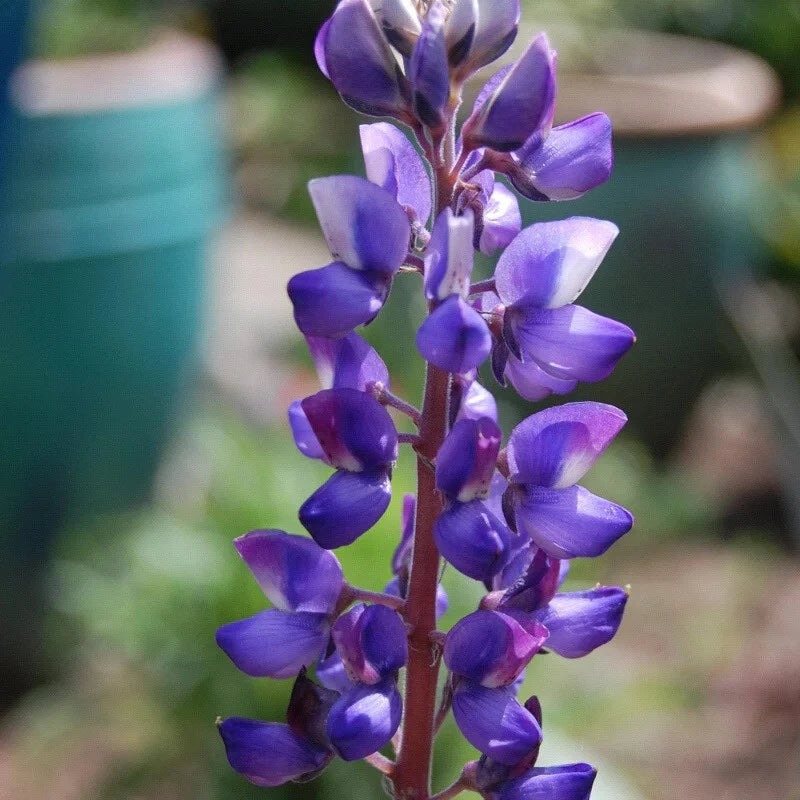 Lupine Flower Seeds Pack - Arroyo Lupine, Non-GMO, Drought-Tolerant, Lupinus succulentus, Vibrant Blue Blooms, 50 Seeds