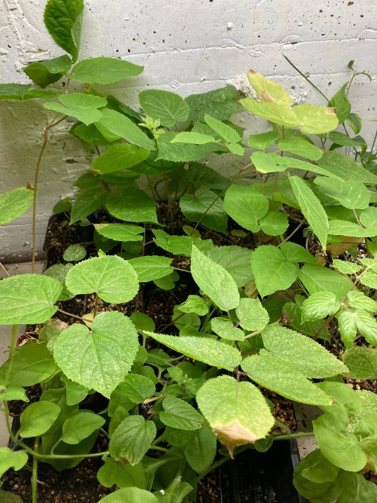 American Spikenard Plant - Edible Perennial Shade - Aralia racemosa - Herbal Garden Starter - Native North American Flora