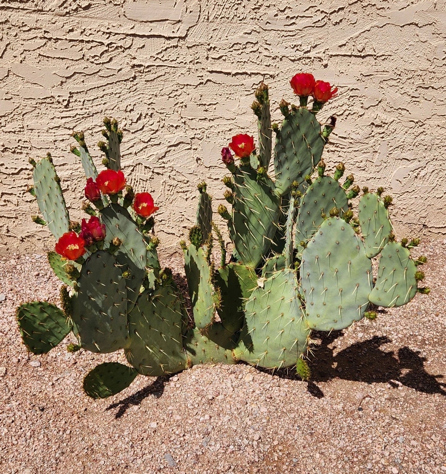 Opuntia 'Fruit Punch' Hybrid Prickly Pear Cactus Pad Cutting - Live Succulent Plant Segment for Home Garden Decor
