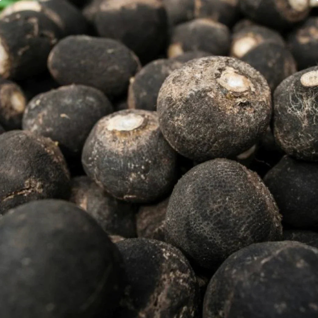 Spanish Black Radish Seeds - 1,000 Non-GMO Seeds - Raphanus sativus var. niger - Ideal for Home Gardens & Urban Farming