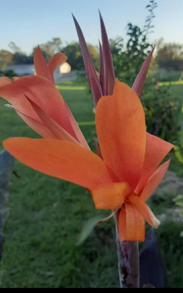Canna Lily Seeds 10 Pack - Orange Canna indica - Vibrant Flowers for Gardens, Borders & Containers