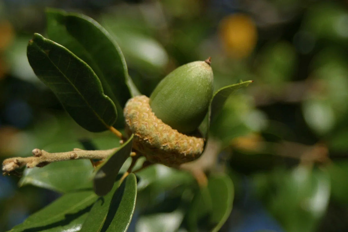 Fresh Acorns 20 Pack, Canyon Live Oak, Quercus chrysolepis, Native California Acorns for Planting