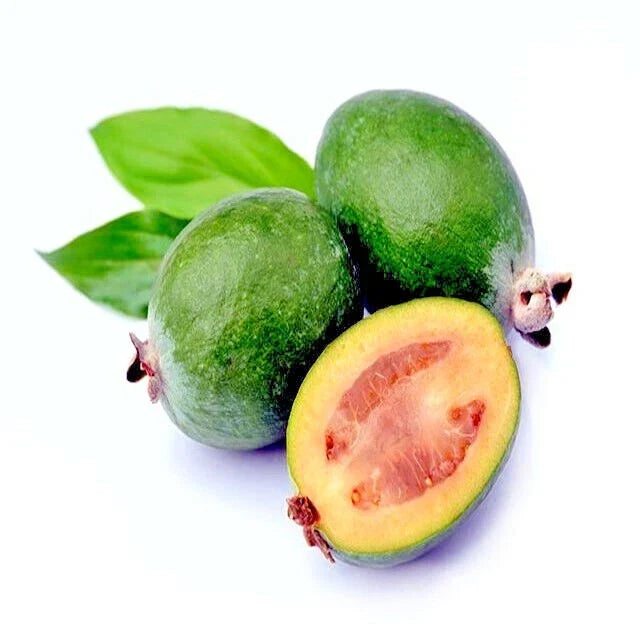 Pineapple Guava Tree Seeds 20 Pack, Brazilian Fig Guava, Tropical Fruit Plant, Acca sellowiana, Home Garden