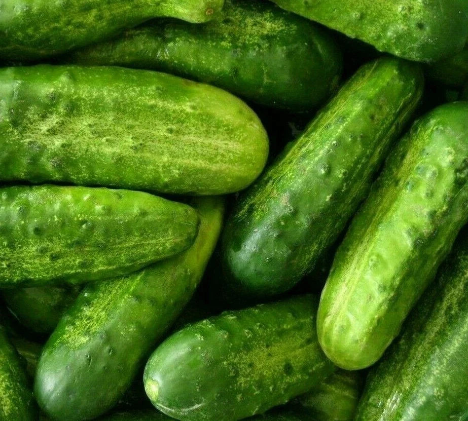 Cucumber Seeds 50+ National Pickling Variety Cucumis sativus for Vegetable Garden - High Germination Rate, Fast-Growing