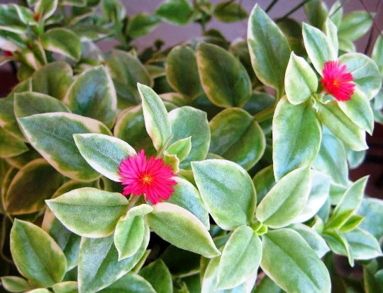 Variegated Baby Sun Rose Succulent 4" Heart Leaf Ice Plant Aptenia Cordifolia Drought-Tolerant Trailing Houseplant