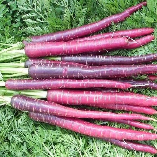 Cosmic Purple Carrot Seeds - 1000 Non-GMO Seeds for Planting - Daucus carota subsp. sativus - USA Seller