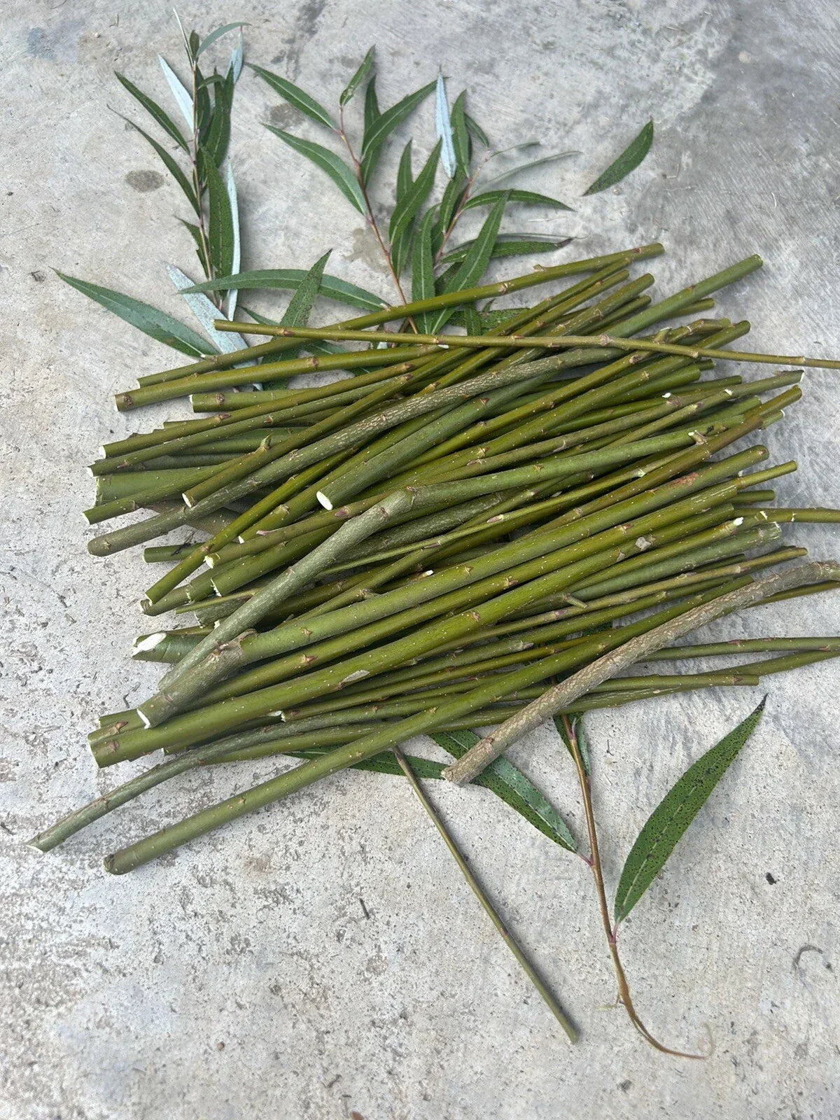 50 Hybrid Willow Tree Cuttings | Fast Growing Variety | Salix × matsudana | Ideal for Privacy Screens and Windbreaks