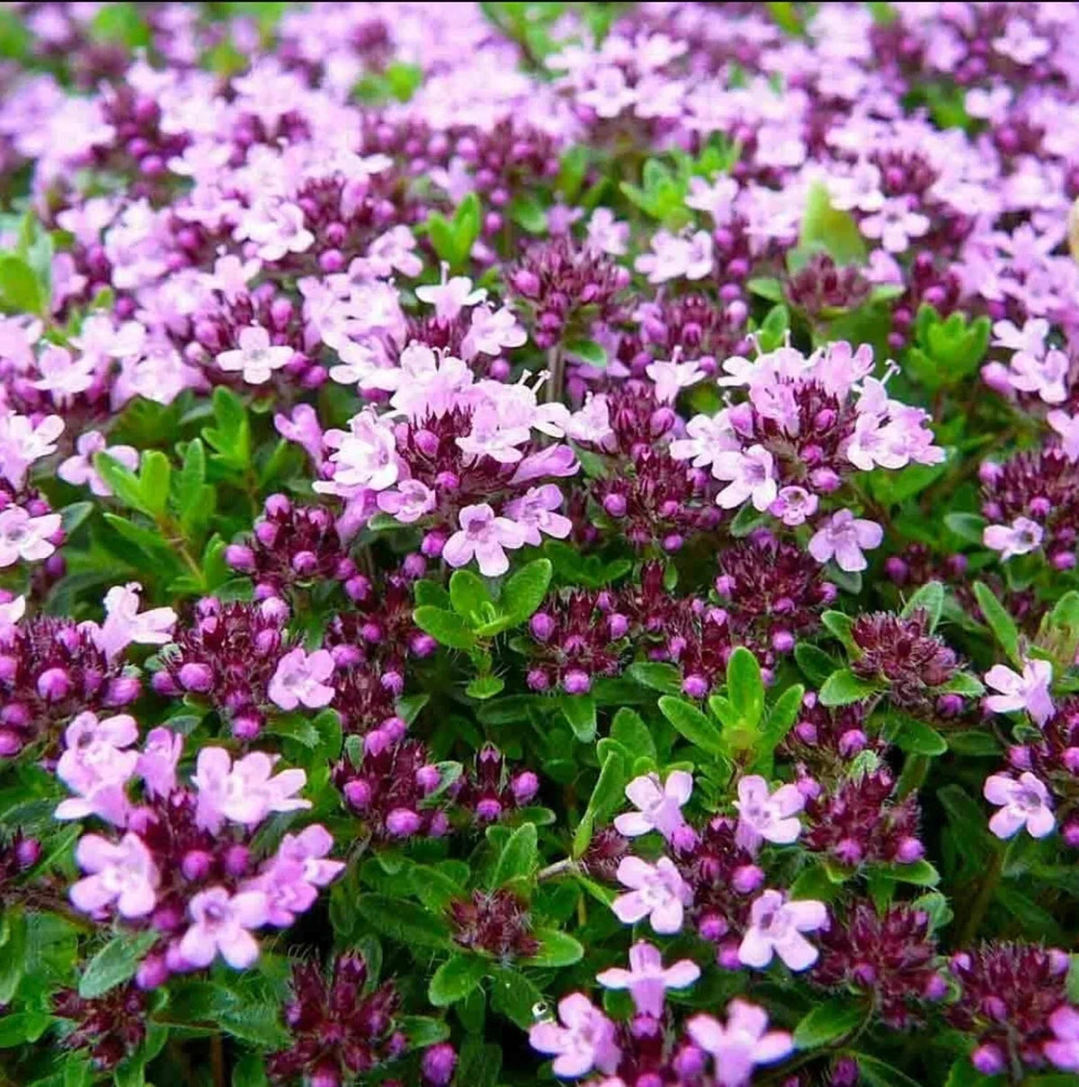 Mother of Thyme Herb Plug, 3"x3", Thymus serpyllum, Low-Growing Perennial, Pollinator-Friendly Ground Cover, Aromatic