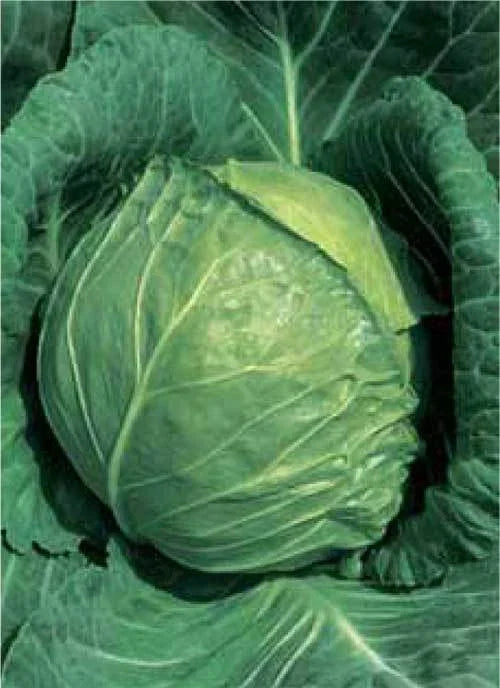 Late Flat Dutch Cabbage Seeds - 150 Seeds Packet - Green Globe - Brassica oleracea - Excellent Keeper for Winter Gardening