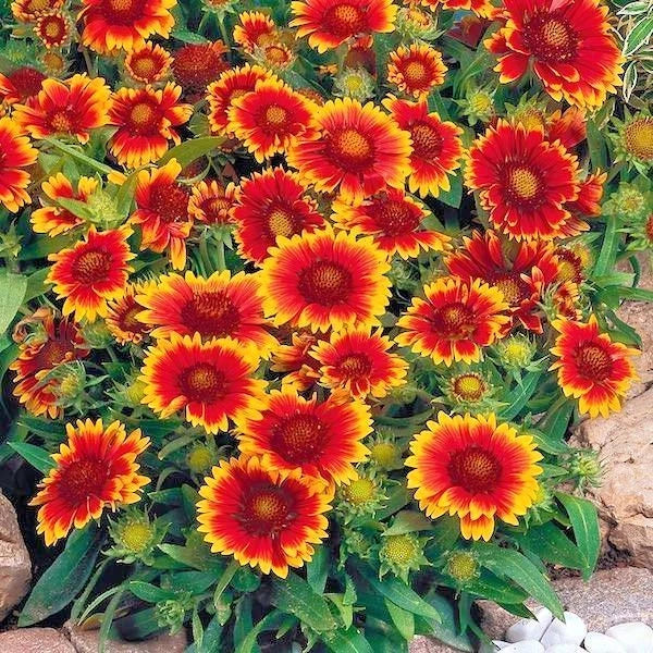 Blanket Flower Seeds 201+ Count - Drought Tolerant Native Wildflower - Gaillardia aristata - Easy Container Gardening