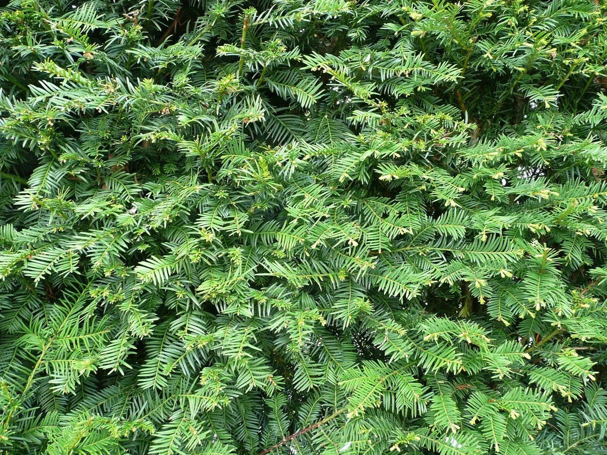 Yew Cuttings Set 12+ Dark Green Spreader Evergreen Shrub Taxus x media 'Densiformis' for Hedges and Foundation Planting