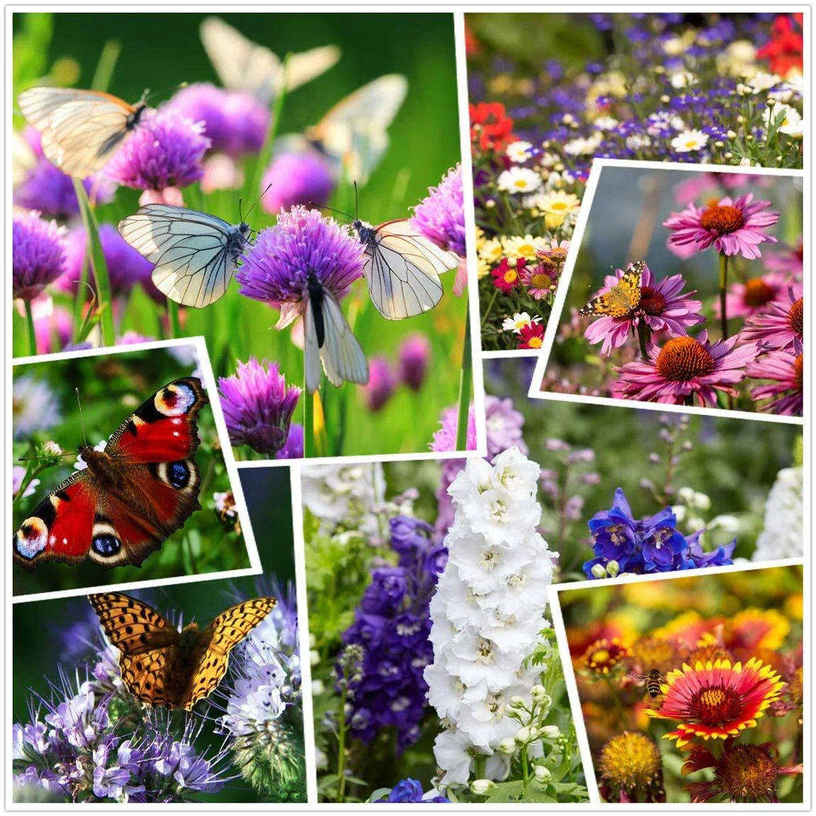 Wildflower Seeds 2 Ounces - 50000+ Mixed Perennial & Annual Seeds for Gardens - Non-GMO - Various
