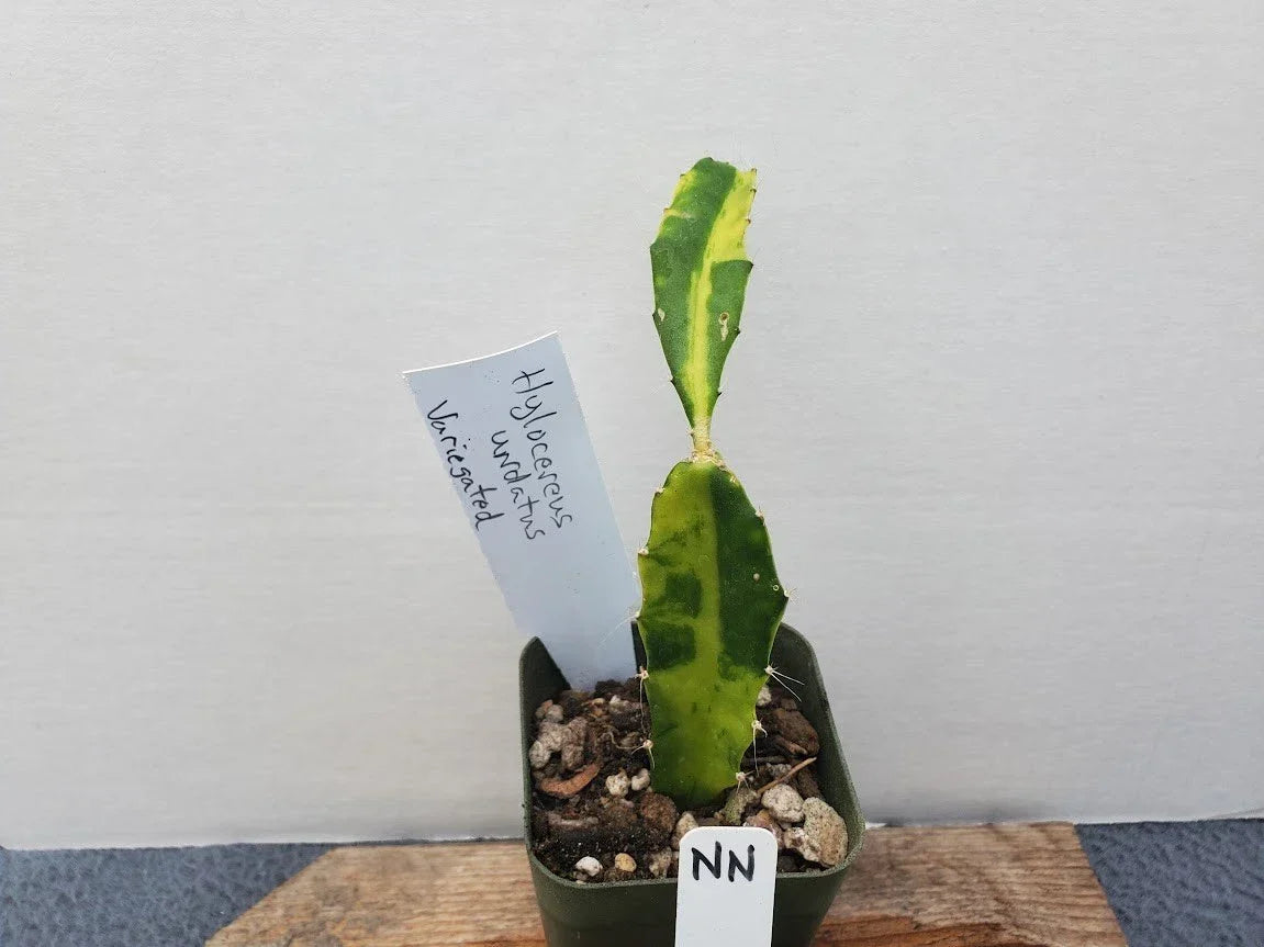 Variegated Dragon Fruit Plant - Potted Tropical Succulent - Hylocereus undatus - Unique Indoor/Outdoor Garden Addition