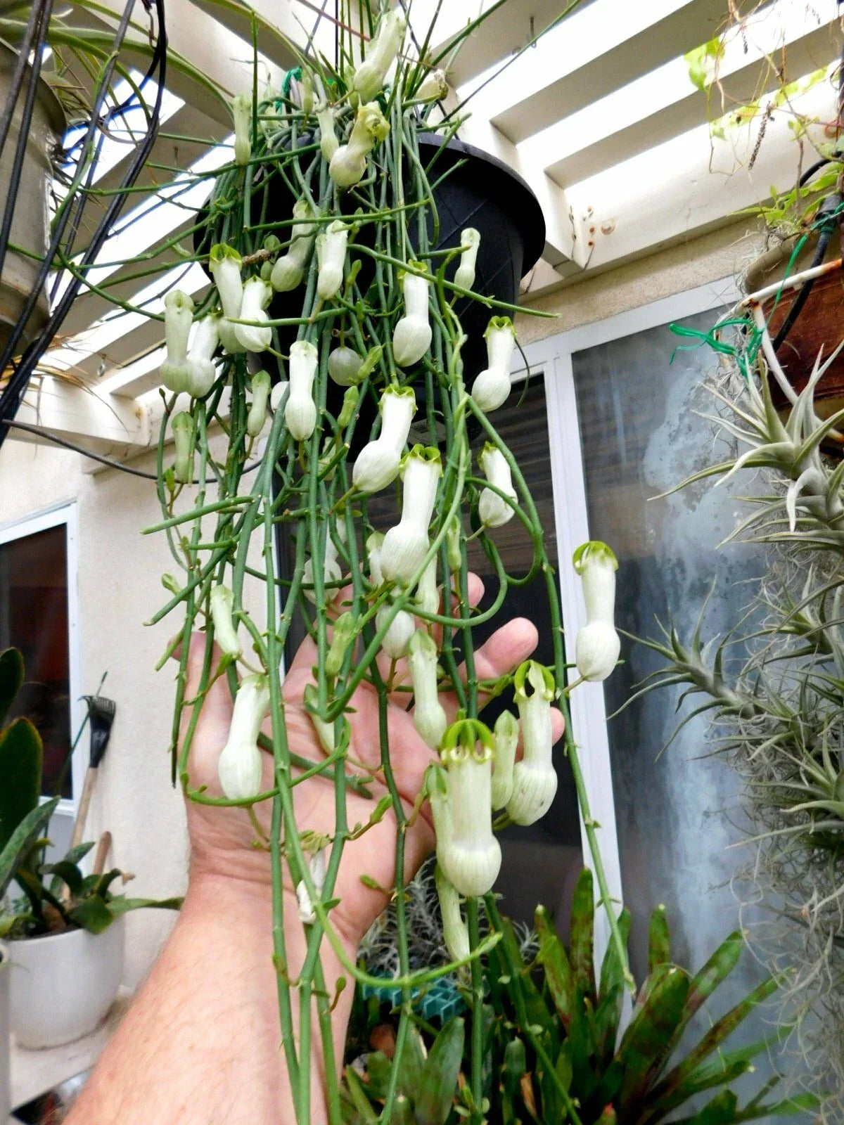 Ceropegia Ampliata Plant in 3-Inch Pot | Unique Condom Flower | Rare Indoor Succulent | Low Maintenance Houseplant