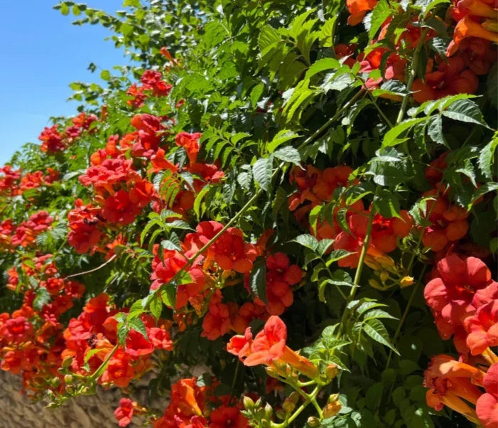 Scarlet Trumpet Creeper Live Bare-Root Plant 8"-12" Hummingbird Vine Campsis radicans Red-Orange Flowers for Gardens