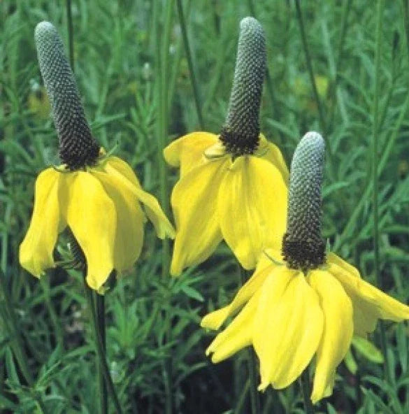 Yellow Prairie Coneflower Seeds - 100 Fresh Seeds - Ratibida columnaris - Attracts Pollinators - Drought-Tolerant Perennial