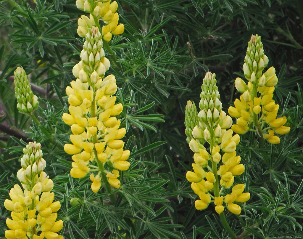 Yellow Lupine Seeds - Non-GMO, Easy to Grow Whitewhorl Lupine - Lupinus densiflorus aureus - Garden Flower Seeds