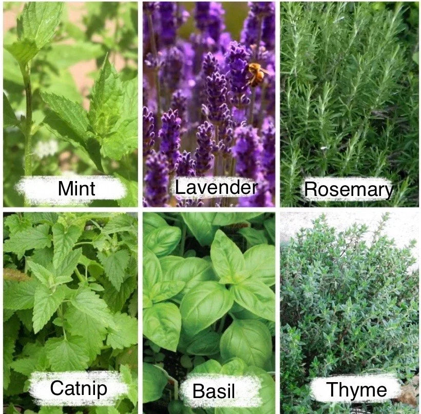 Culinary Herb Seeds Pack - 2525 Seeds, Mint, Lavender, Thyme, Rosemary, Aromatic Herbs for Cooking - Non-GMO, Easy to Grow