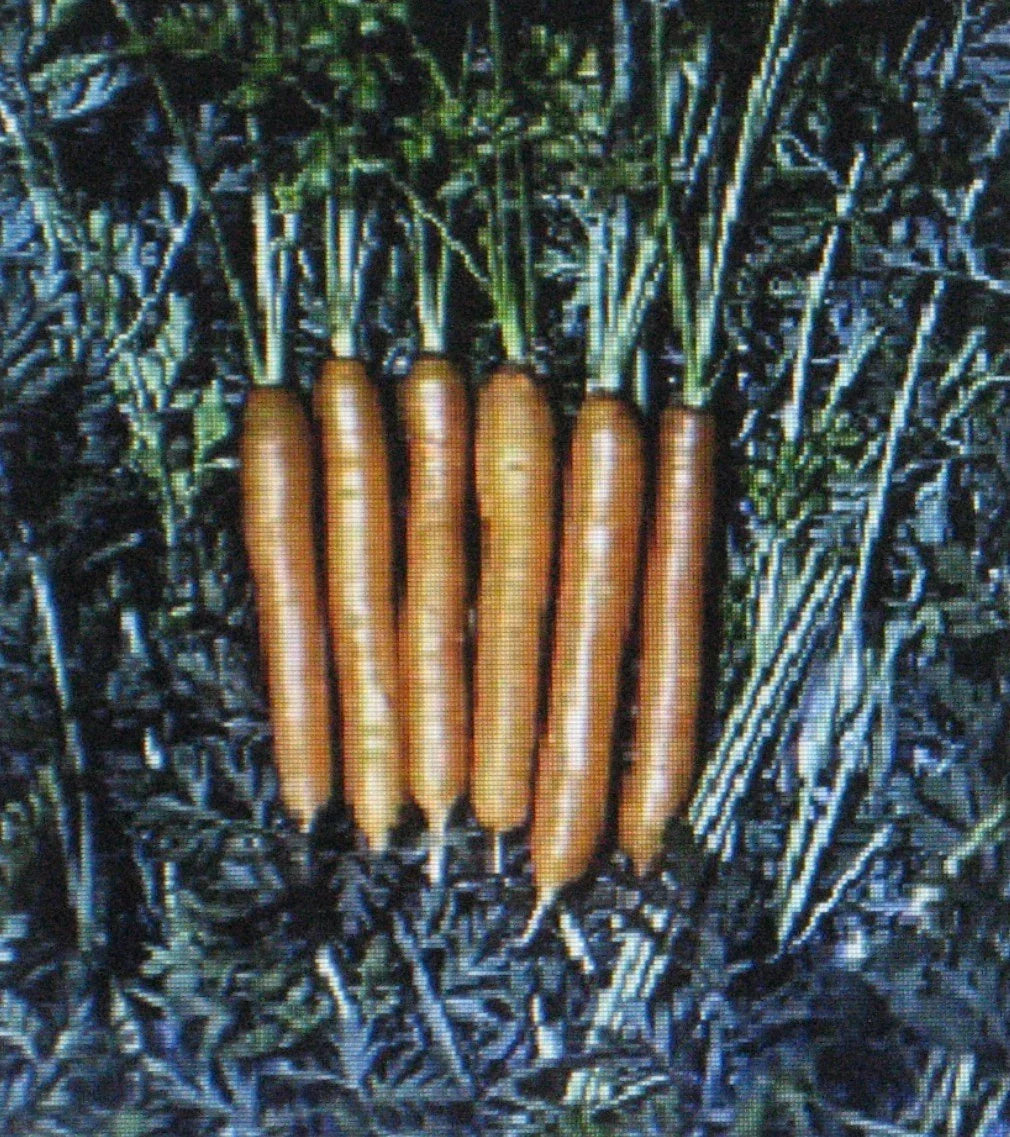 Little Finger Carrot Seeds - 200 Count - Heirloom Variety - Daucus carota - Early, Sweet Flavor Ideal for Containers