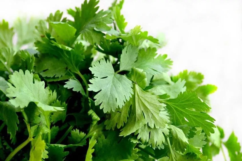 Cilantro Seeds - 200+ Heirloom Organic Non-GMO - Coriandrum sativum - Fresh Culinary Herb for Home Gardening